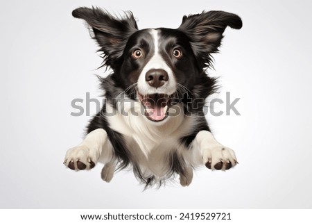 Funny dog flying, playful dog jumping mid-air looking at camera isolated on white background Royalty-Free Stock Photo #2419529721