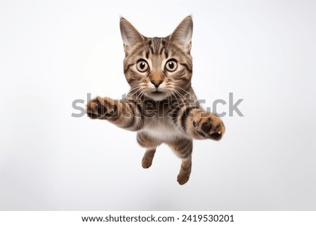 Funny cat flying. playful cat jumping mid-air looking at camera isolated on white background Royalty-Free Stock Photo #2419530201