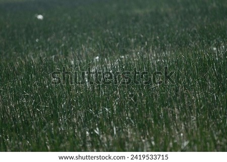 Tall green grass image from paddy field
