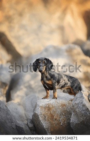 
marbled dachshund on a rock in the rays of sunset on an autumn day
