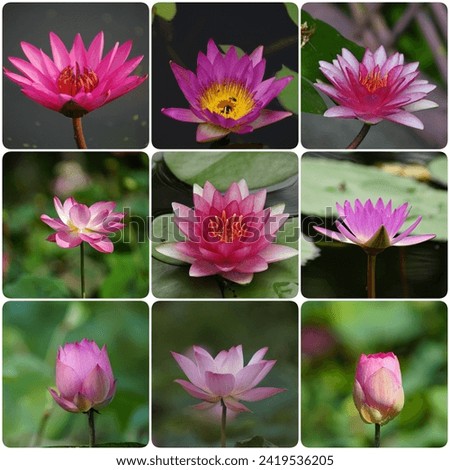 Collection of Lotus flowers in various colorsม Lotus flower background.