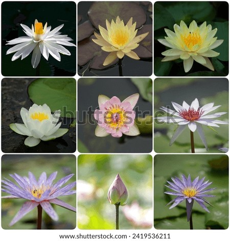Collection of Lotus flowers in various colorsม Lotus flower background.