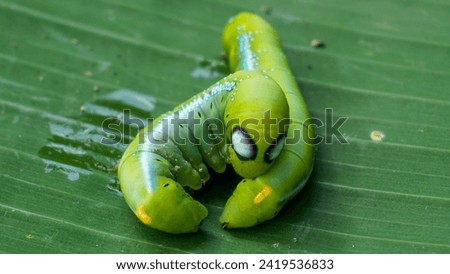 Caterpillar, two of  green caterpillar on banana leaf 