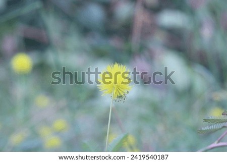 a yellow wild flower with a blurred background is in the middle of the grass