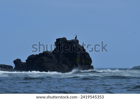 Pelican sitting on Rock coast of Chile South America. High quality photo