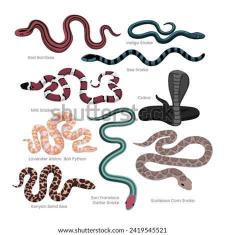 Different types of snakes set collection, decorative poisonous reptiles snake cartoon, crawling animals, vector illustration, suitable for education poster infographic guide catalog, flat style.