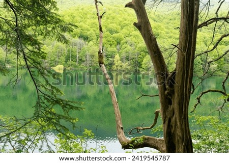 National park Biogradska gora in Montenegro. Royalty-Free Stock Photo #2419545787