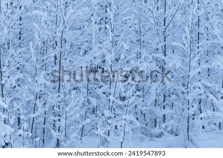 Winter trees background. Winter landscape with trees
