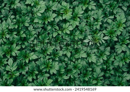 tropical leaf texture and dark leaf background