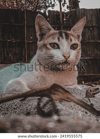 Beautiful Cat in the country 