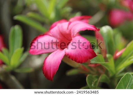 Adenium is a genus of flowering plants in the family Apocynaceae first described as a genus in 1819. It is native to Africa and the Arabian Peninsula