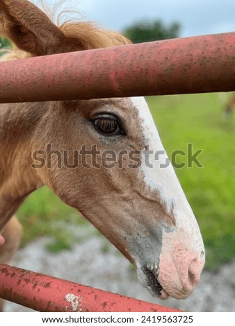 Brown foal through fence bars, eyes open, outside, calm.