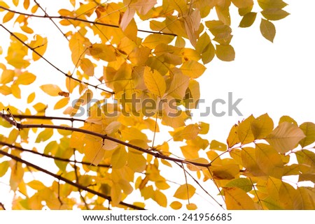 Autumn - yellow leaves on a branch against gray sky