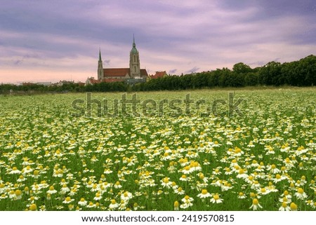 Theresienwiese in June which is exactly the place of the Oktoberfest, with Meadow of Real or German Chamomile  (Matricaria chamomilla), church St. Paul in background, Munich, Bavaria, Germany, Europe Royalty-Free Stock Photo #2419570815