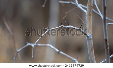 Photo of a spiny ziziphus branch in a dry winter, highlighting nature's rugged beauty and resilience in harsh conditions, adorned with its characteristic thorns Royalty-Free Stock Photo #2419574739