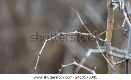 Photo of a spiny ziziphus branch in a dry winter, highlighting nature's rugged beauty and resilience in harsh conditions, adorned with its characteristic thorns Royalty-Free Stock Photo #2419578345