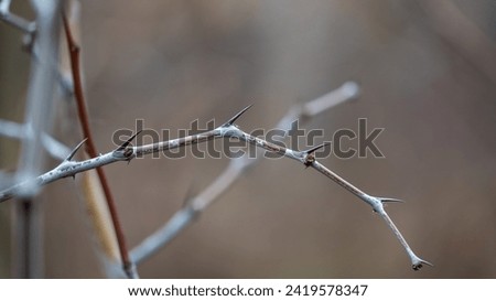Photo of a spiny ziziphus branch in a dry winter, highlighting nature's rugged beauty and resilience in harsh conditions, adorned with its characteristic thorns Royalty-Free Stock Photo #2419578347