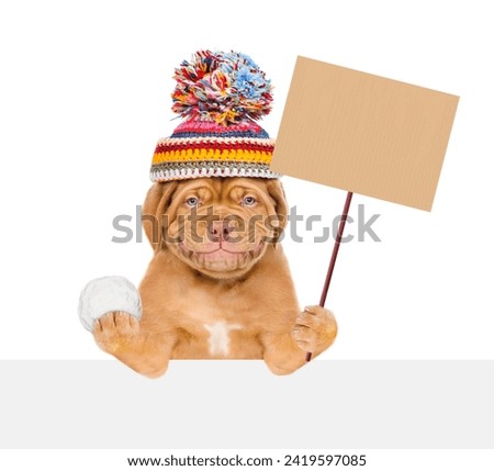 Happy mastiff puppy wearing warm winter knitted woolen hat with pompon holds snowball and shows empty placard above empty banner. Isolated on white background