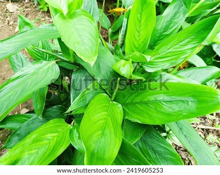 ginger leaves are large and green