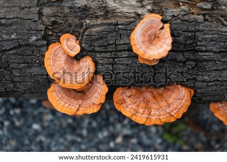 Wood mushrooms grow on dead trees, Pycnoporus sanguineus is an orange or brown rotting saprobic fungus. Mushrooms that grow throughout the tropics and subtropics, usually grow on dead hardwood Royalty-Free Stock Photo #2419615931