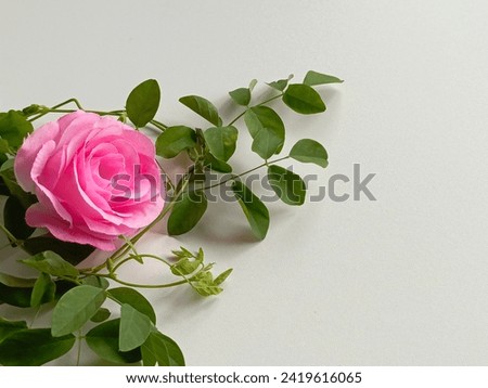 Floral frame made of pink damask roses and green leaves on white background. Flat lay, top view.Pink rose flower isolated on white background