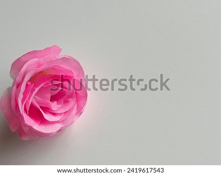 Floral frame made of pink damask roses on white background. Flat lay, top view.Pink rose flower isolated on white background