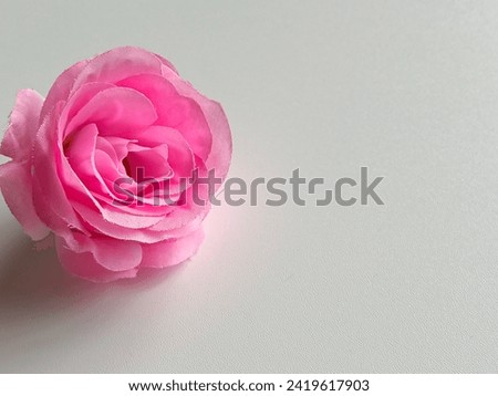 Floral frame made of pink damask roses on white background. Flat lay, top view.Pink rose flower isolated on white background