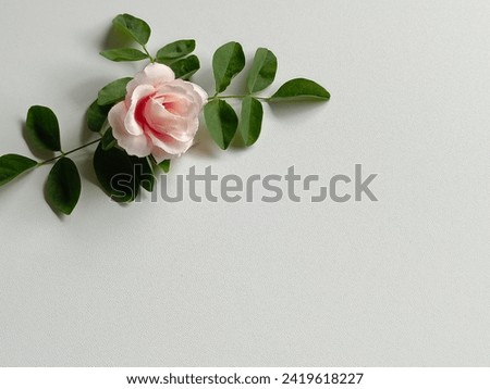 Floral frame made of pink damask roses and green leaves on white background. Flat lay, top view.Pink rose flower isolated on white background