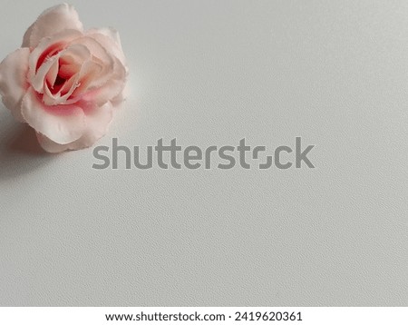 Floral frame made of peach damask roses and green leaves on white background. Flat lay, top view.Peach rose flower isolated on white background