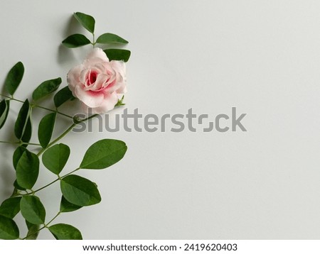 Floral frame made of peach damask roses and green leaves on white background. Flat lay, top view.Peach rose flower isolated on white background