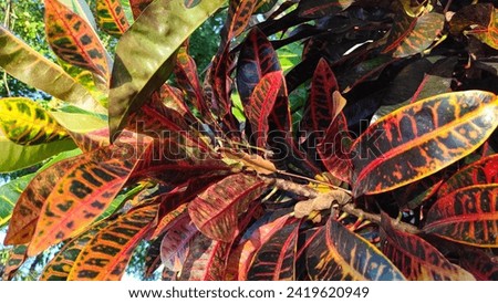 Croton, Variegated Laurel, Garden Croton, single leaves such as round, long striped, oval to lance shaped, various colors such as white, yellow, orange, pink, red, purple and black.