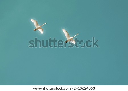 Two beautiful swans in flight