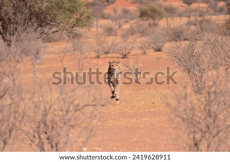 Cheetah cat savannah Acinonyx jubatus walking on sand Namibia Africa. High quality photo