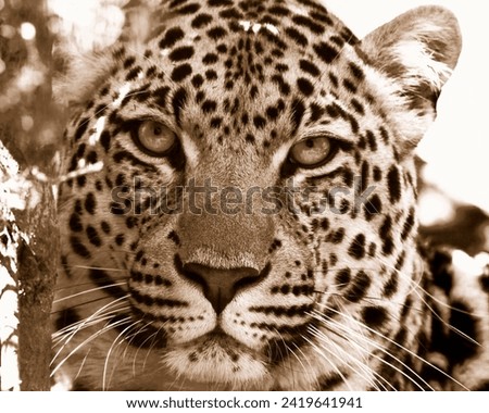Amazon jungle wild animal Leopold 