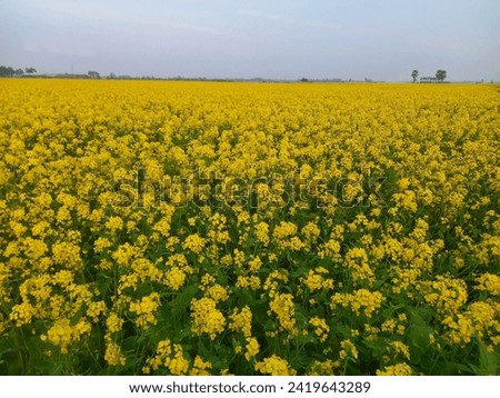 Vibrant yellow petals adorn this culinary delight. A symbol of spice, flavor, and the beauty of blooming fields.#best flower
#good morning flower
#are flowers natural
#national flower of up
#natural f
