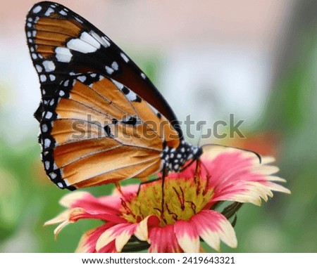 The image depicts a butterfly perched on a red flower, possibly a monarch butterfly. The butterfly is likely pollinating the flower as it gathers pollen.