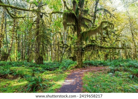 Quinault Rainforest : Olympic National Park : Quinault WA USA Royalty-Free Stock Photo #2419658217