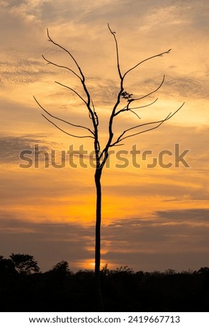 Lonely big dry tree with golden sky 