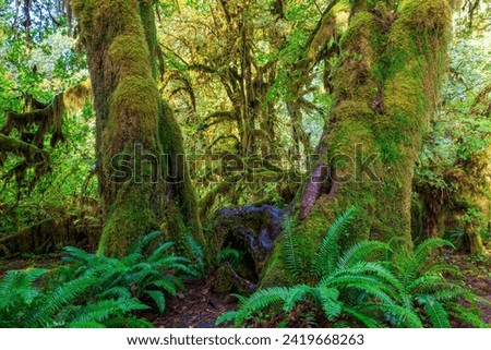 Hoh Rain Forest : Olympic National Park : WA USA Royalty-Free Stock Photo #2419668263