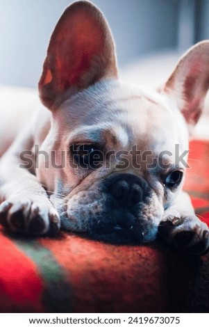 French bulldog posing with Christmas lights in the background, purebred white color.