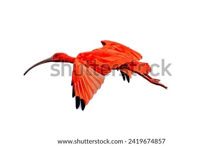 The flying scarlet ibis (Eudocimus ruber). It is a species of ibis in the bird family Threskiornithidae. It inhabits tropical South America and part of the Caribbean. Royalty-Free Stock Photo #2419674857