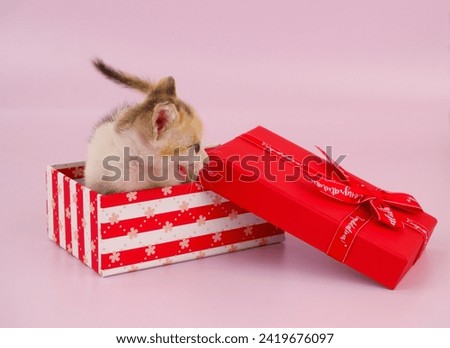 Small cute kitty sitting in red gift box on pink background. Copy space for text.