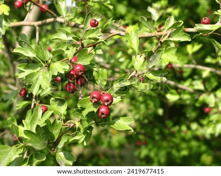dark red pomes of Midland hawthorn in sunny autumn Royalty-Free Stock Photo #2419677415