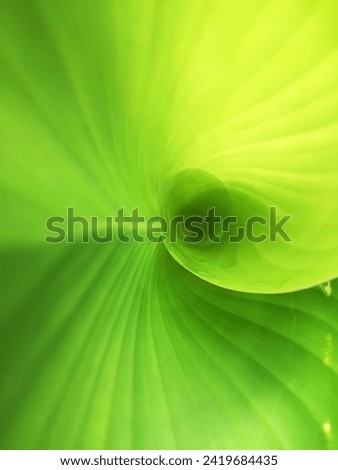 It's as if you can see the golden ratio in a close up photo of fresh green Calathea lutea leaves that are starting to unfurl with their charming texture and leaf bones. Royalty-Free Stock Photo #2419684435
