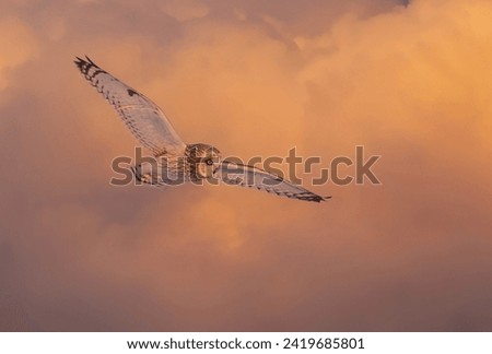 Short-eared owl hunting over a snow covered field in Canada at sunset.