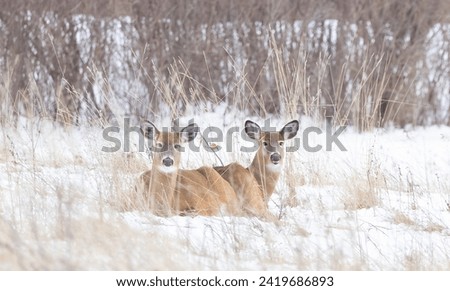 Two White-tailed deer resting in the snow on a winter day in Canada