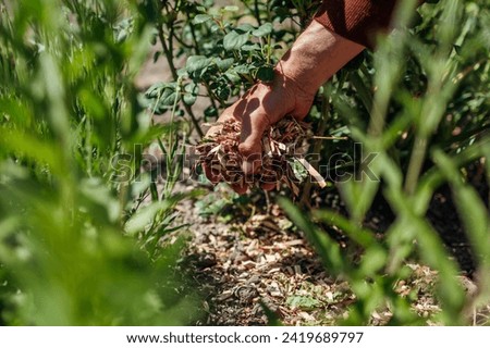 Gardener mulching summer garden with shredded wood mulch. Man puts sawdust and leaves around roses plants on flowerbed. Soil moisture protection. Weed suppression Royalty-Free Stock Photo #2419689797