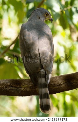 A large Crested Goshawk perched on a branch.