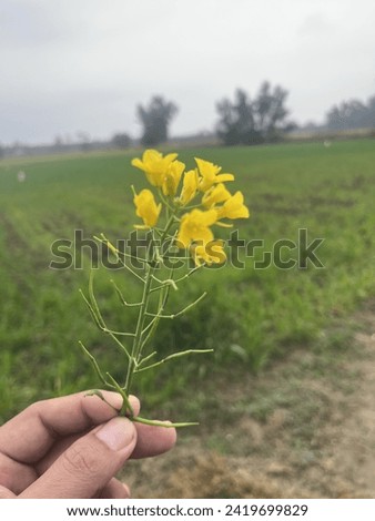 What a beautiful and lovely image of yellow flowers with a Beautiful background.