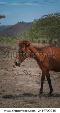 Wild horses on Sumbawa Island, West Nusa Tenggara, Indonesia
